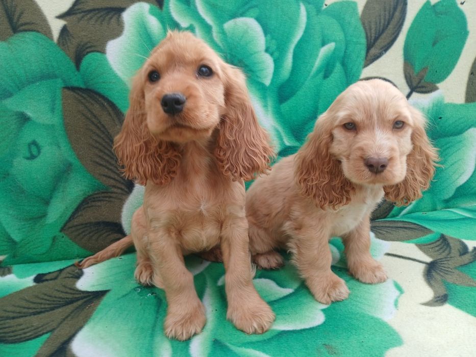 Suczka cocker spaniel ruda szczeniak