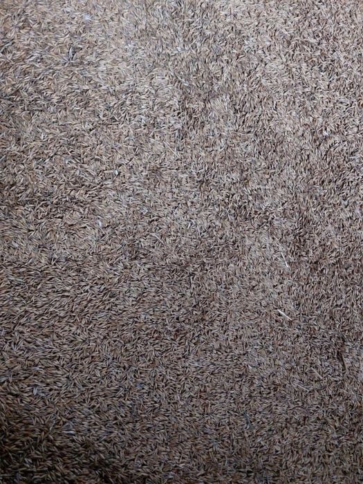 Owies jary Bingo ilości cało samochodowe