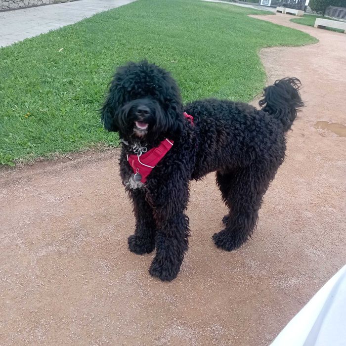 Cao de Agua Portugues para acasalar