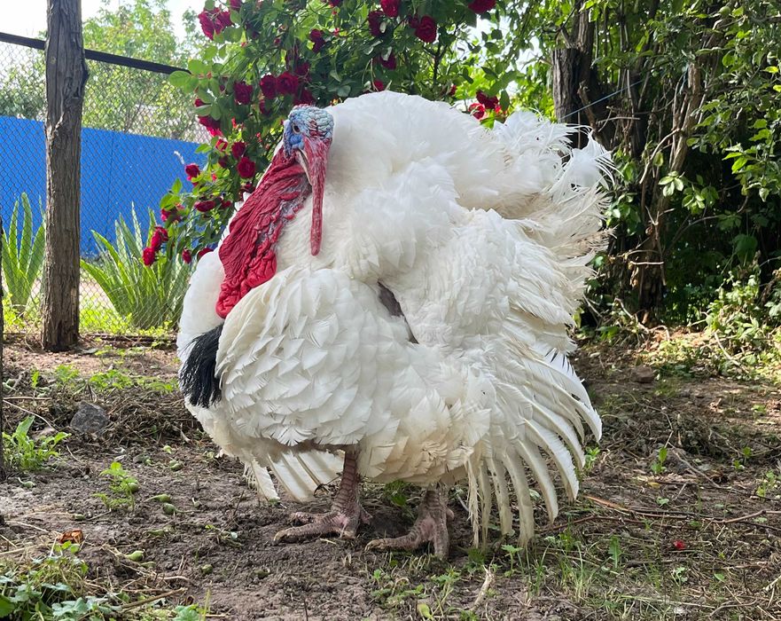 Індик БІГ 6 важковаговик добовий