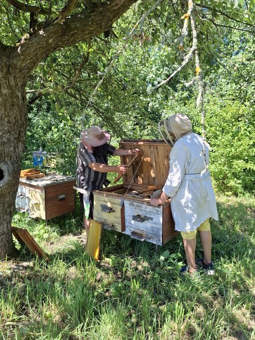 Продам бджолопакети/бджолосім'ї на українську рамку