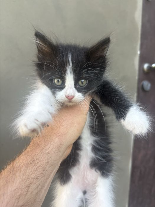 Котенята домашні