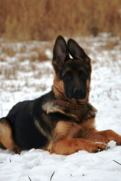 Щенки нем овчарки