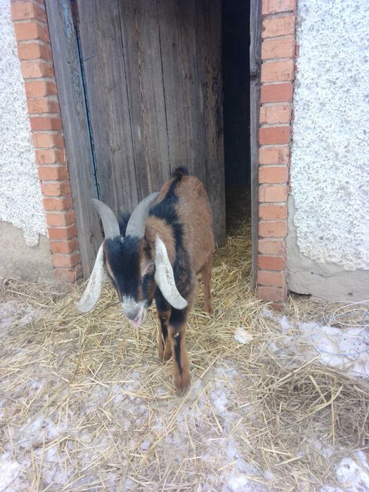 Заанонубійський козлик