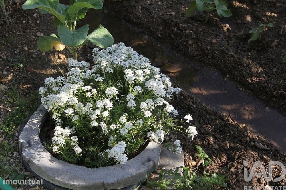 Terreno Agrícola em Oliveira do Hospital e São Paio de Gramaços