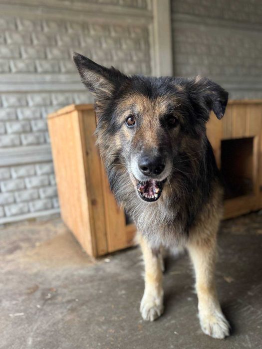 Kto pokocha starszego psa?