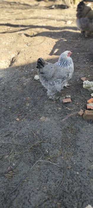 Kury - Czubatka Staropolska,Brahma