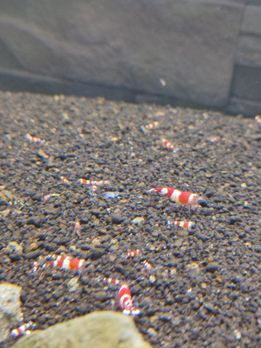 Krewetki Red Crystal