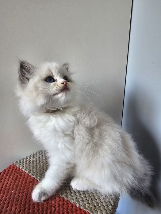 Dziewczynka blue bicolour