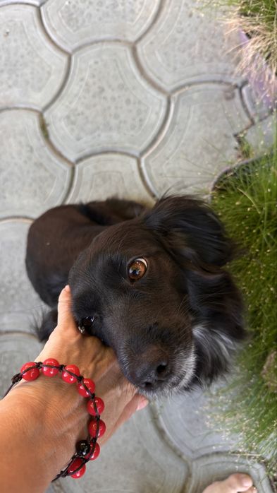 Щенки маленьки 2 дівчинки