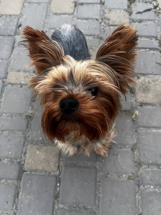 Цуценя міні-йорк