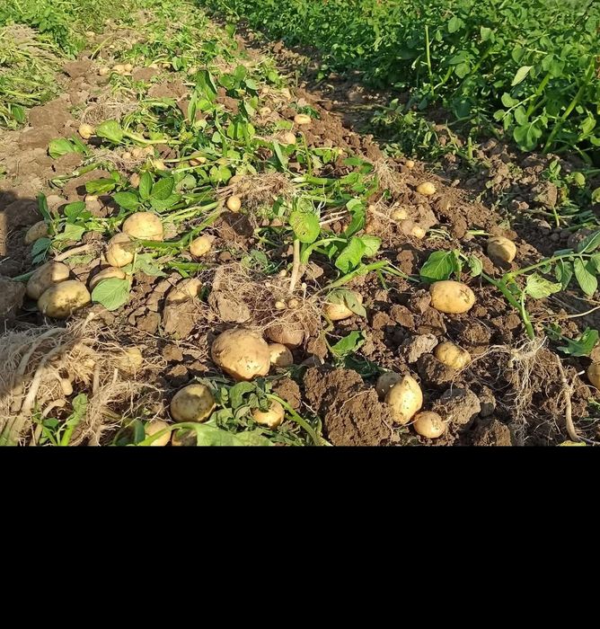 Ziemniaki Wineta hurt/detal