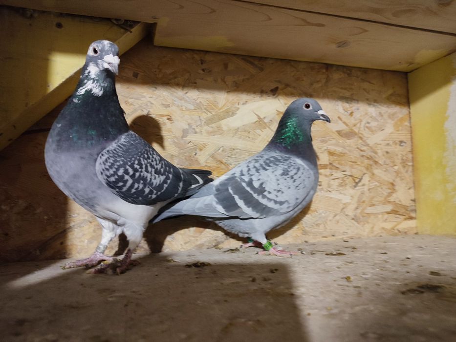 Likwidacja hodowli gołębi pocztowych.