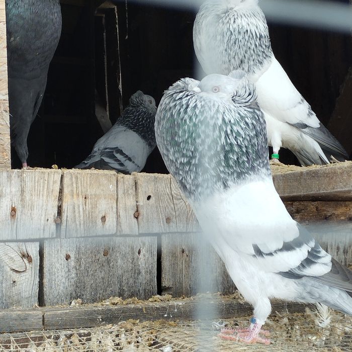 Garłacze Górnośląskie Koroniaste