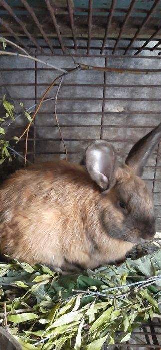 Самцы кроль Кроли кролики