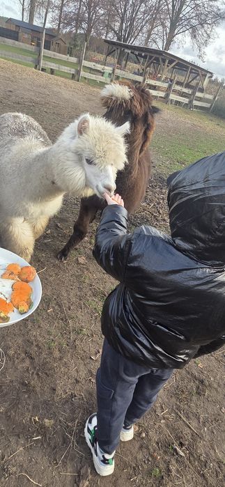 Sprzedam 3  alpaki - samce