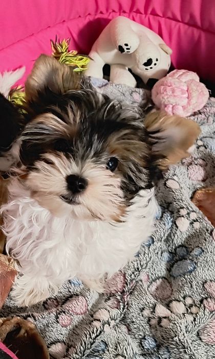 Śliczny malutki piesek Yorkshire Terrier Biewer Tricolor