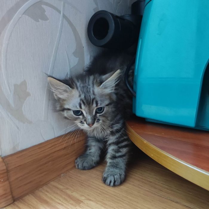 Кошенята в добрі руки