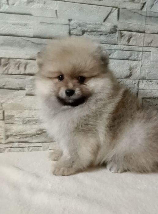 Пухнастик позитивчик