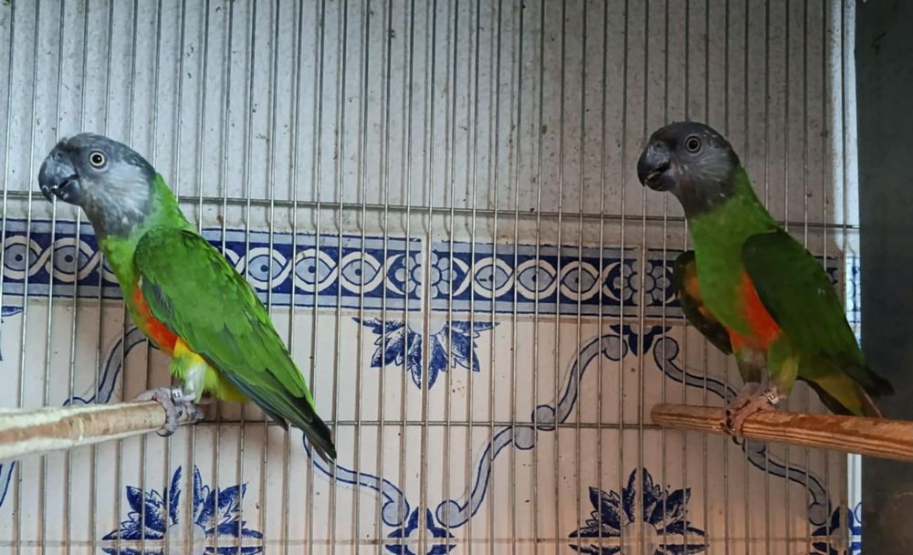 Papagaios de senegal de peito laranja