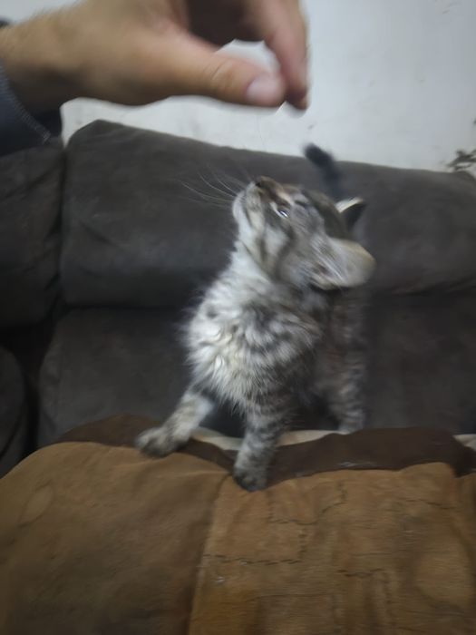 gatinho dos bosques