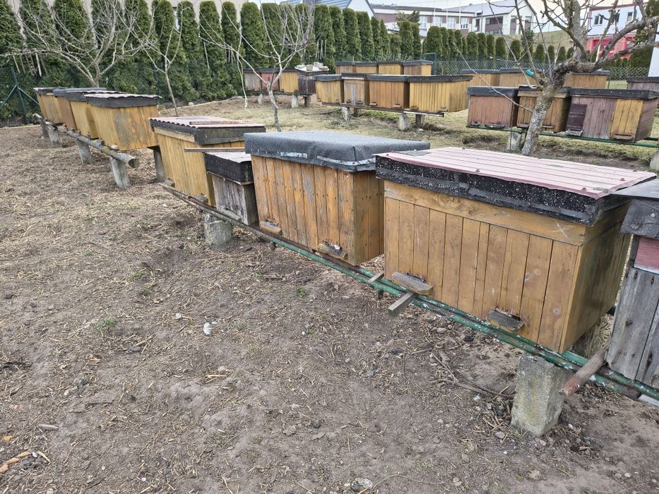 Pszczoły, Rodziny pszczele