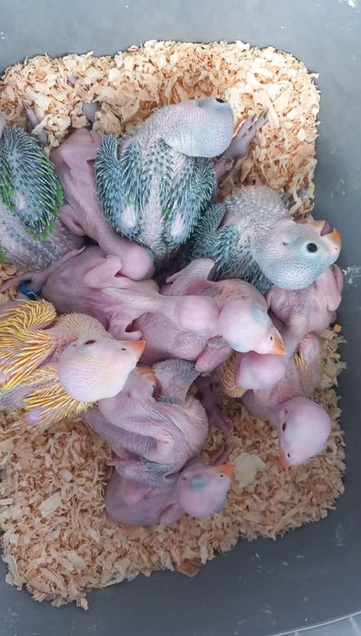 Ring Necks Domesticados ( Loja Profissional)