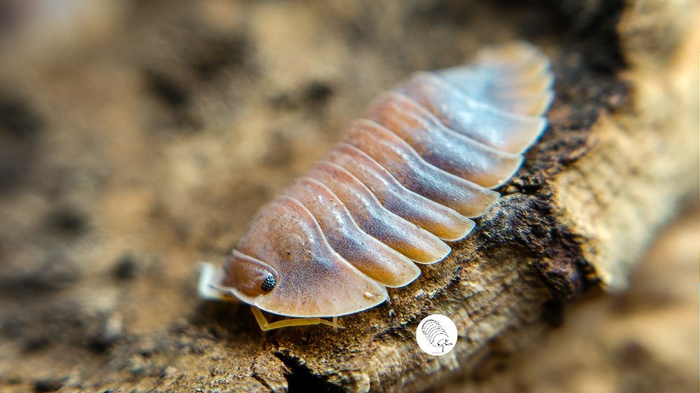 Isopody, prosionki, ekipa sprzątająca Troglodillo Vex