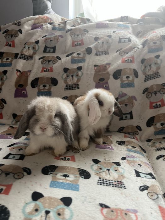 Sprzedam króliczków mini lop