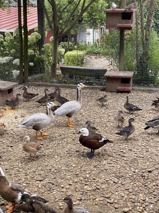 Gansos do indico adultos prontos a reproduzir