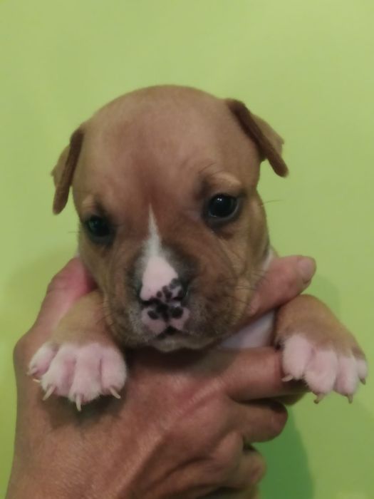 Amstaff suczka Rodowód ZKWP FCI Zapraszamy do rezerwacji