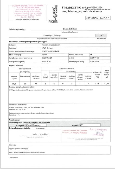 Pszenica KWS Dorium przewódka jara materiał siewny kwalifikat