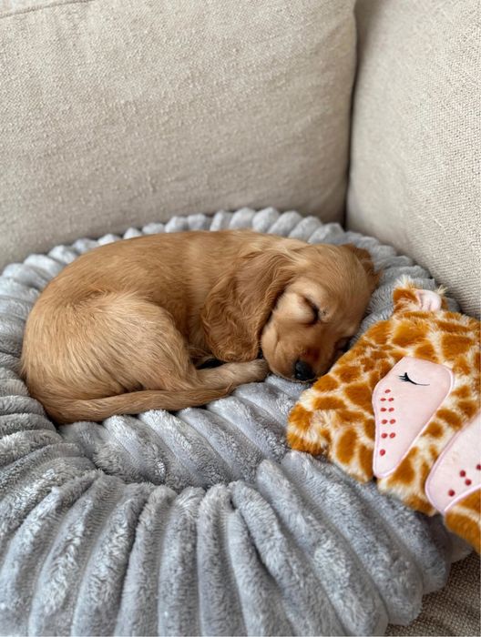 Śliczna sunia Cocker Spaniel Angielski z rodowodem i wyprawką