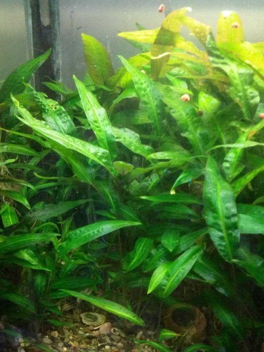 Акваріум, рибки та водорослі різних видів