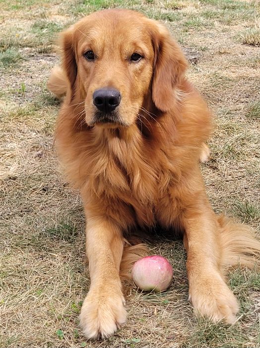 Szczeniak Golden retriever już do odbioru