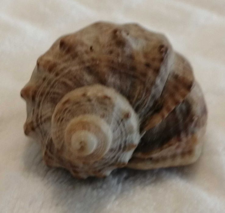 Muszla 4,8cm, 62 (Kreatywne)