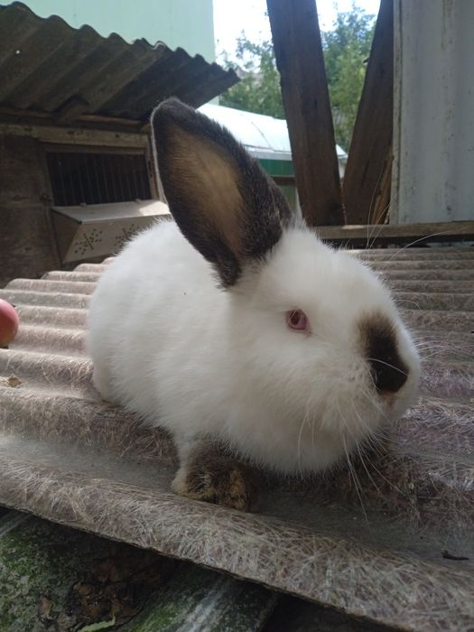 Кролики самочки Калифорния