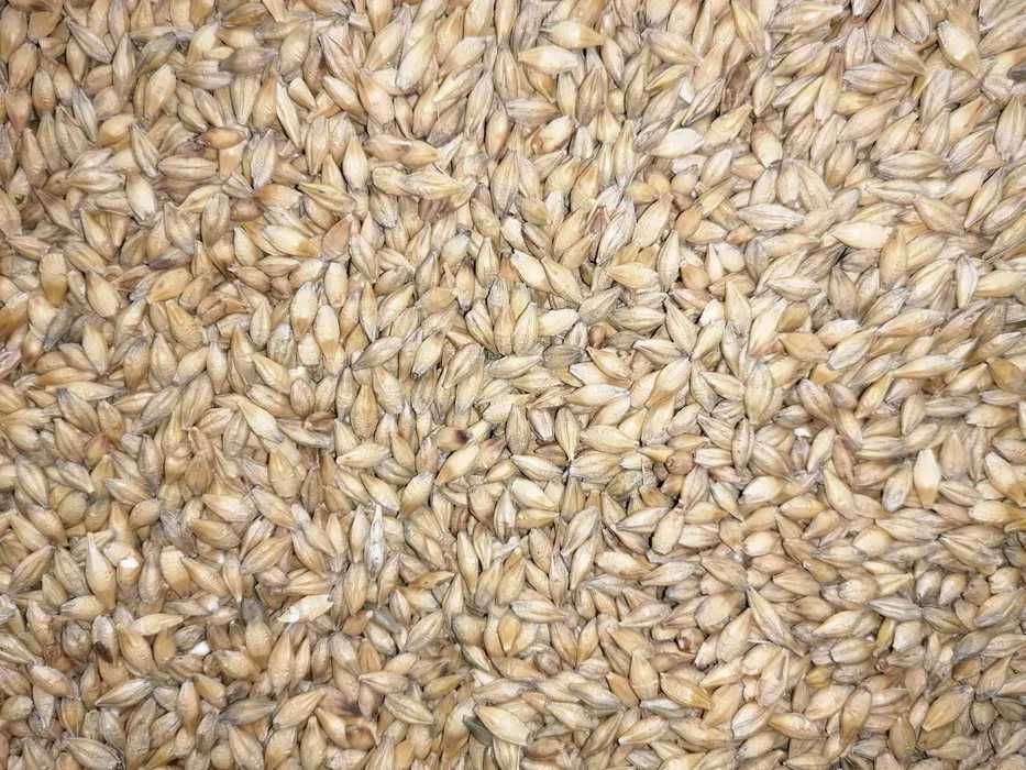Jęczmień ziarno karma dla drobiu, gryzoni, królików. Pakowany po 5 kg.