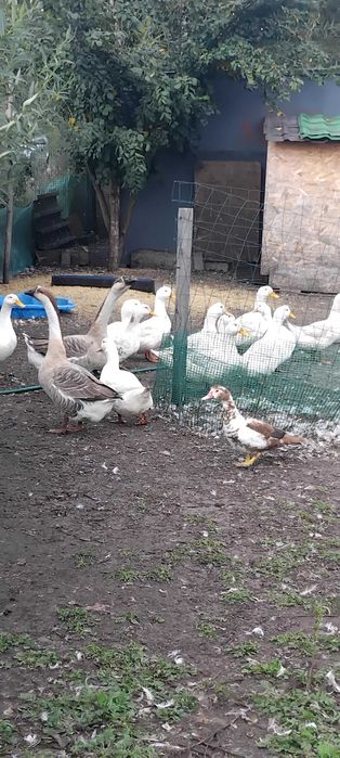 Sprzedam gęsi kubańskie