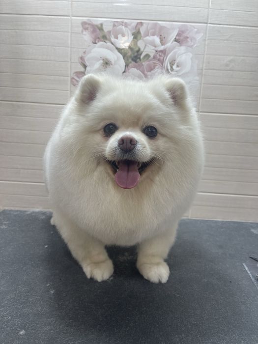 Грумінг стрижка собак та котів