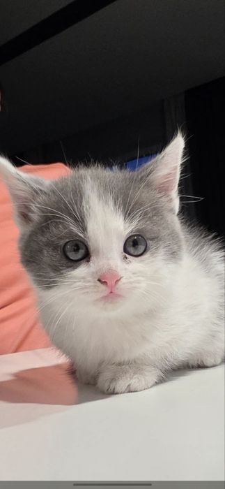 Котики в добрі руки