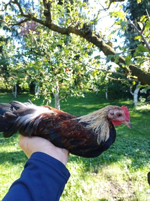 Karzelek polski pomarańczowo szyi. Młode.