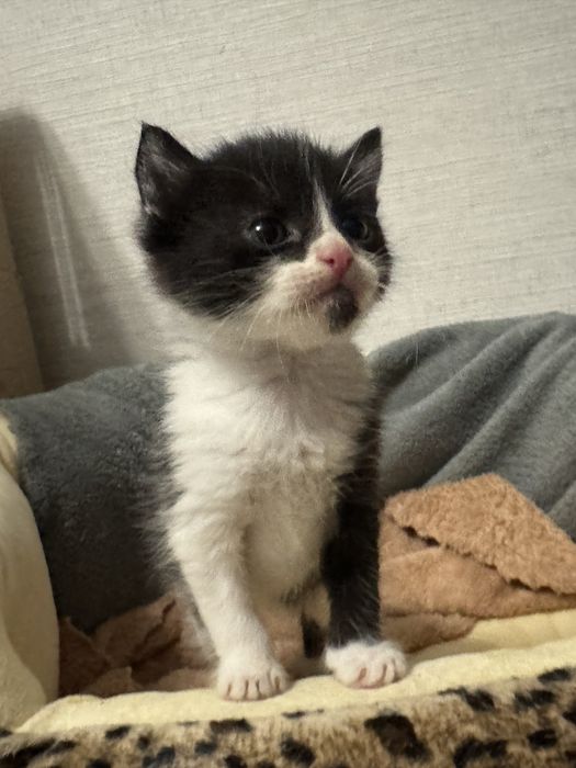 Отдам котят бесплатно (мальчики, 1 месяц)