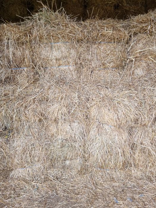 Fardos feno nascidiço 2025