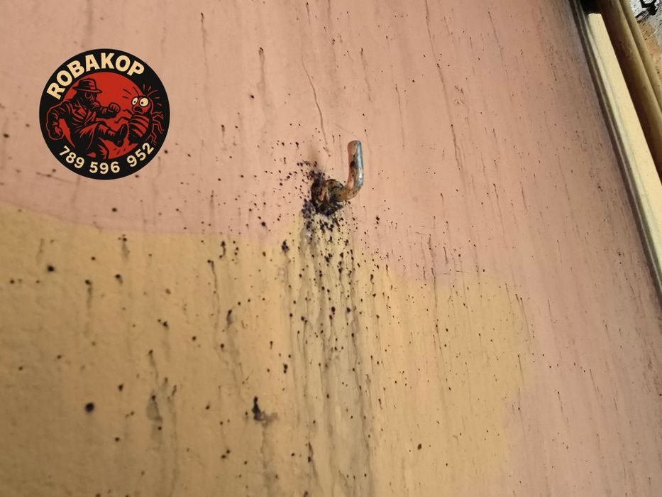 Odpluskwianie/Dezynsekcja/Osy/Szerszenie/Karaczany