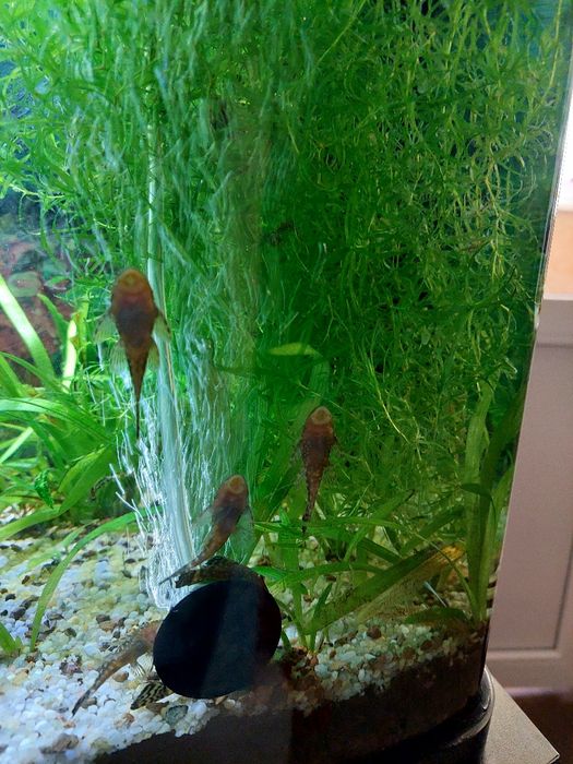 Анциструс, сом Папуга рибки