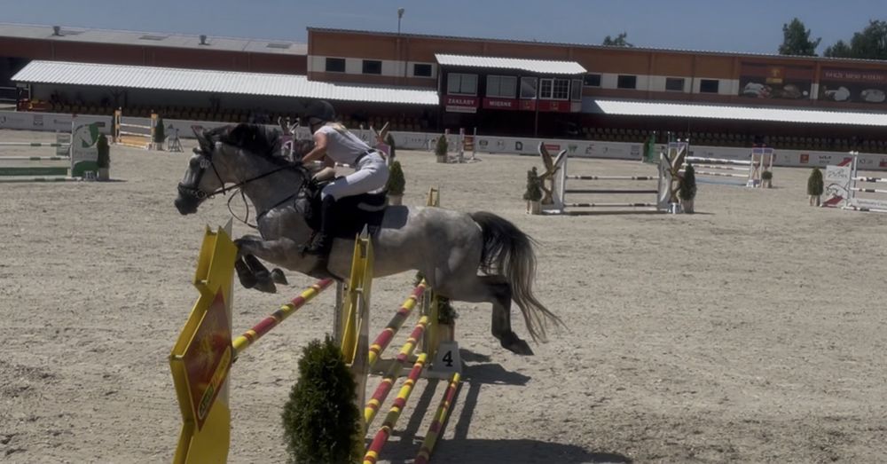 Wałach do sportu skoki