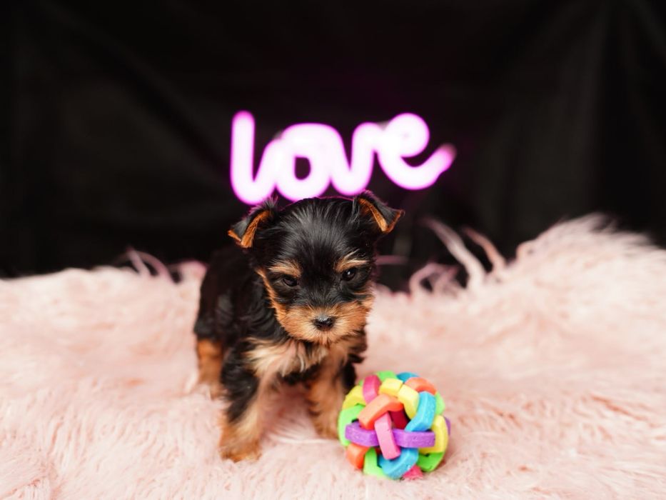 Любознательные йорки