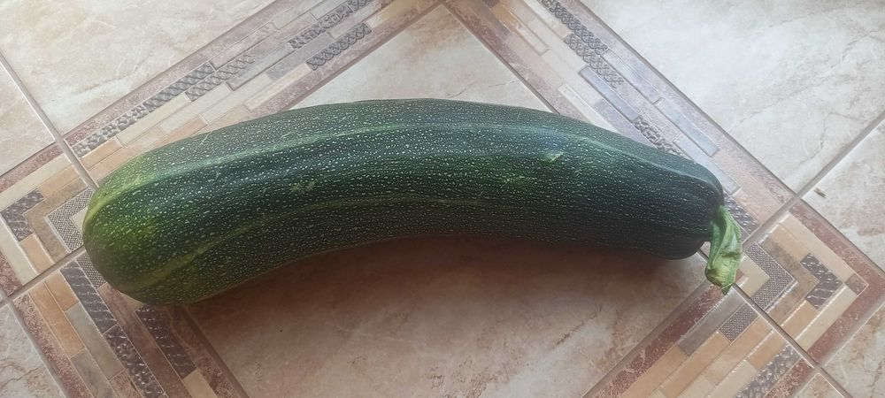 Cukinia z wlasnego ogródka