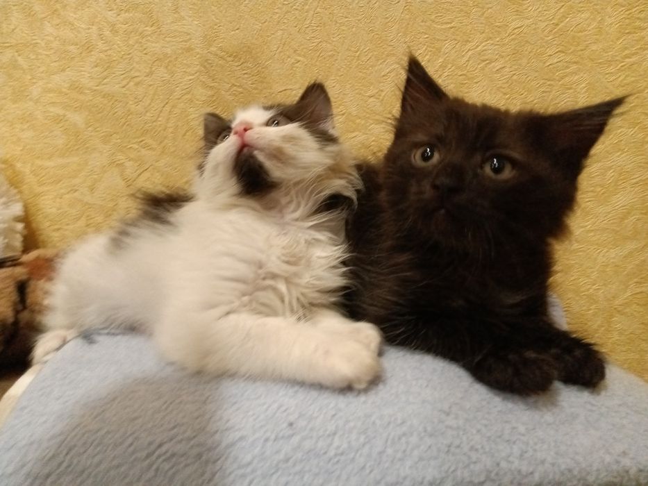 Шикарнючі котики шукають дім!